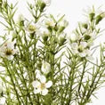 Wax Flower Bush White