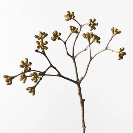 Eucalyptus Seed Spray