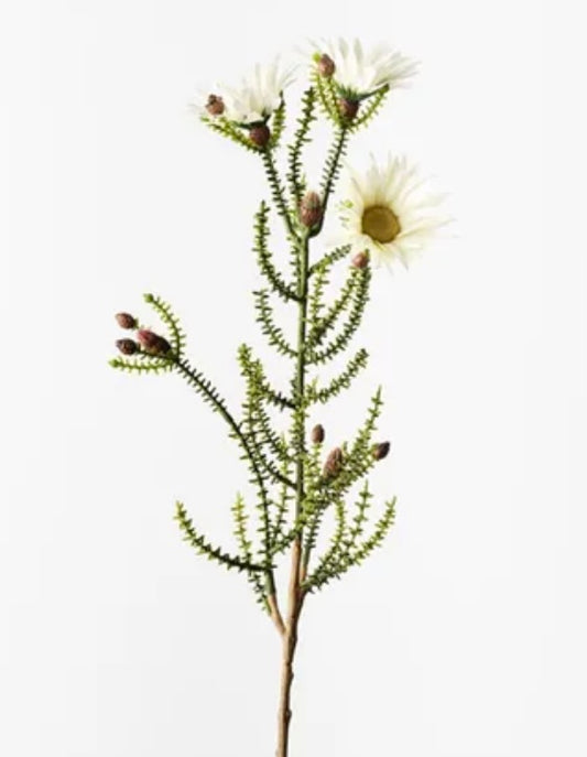 Kaaps Flower