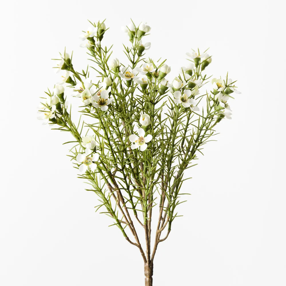 Wax Flower Bush White