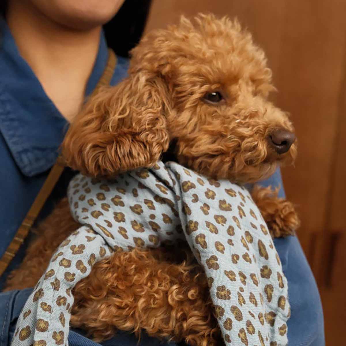 Small Scarf Leopard Sky Blue 70x70