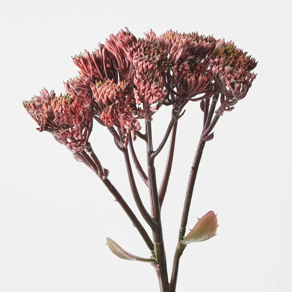 Sedum Spray
