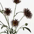 Daisy Spray Chocolate