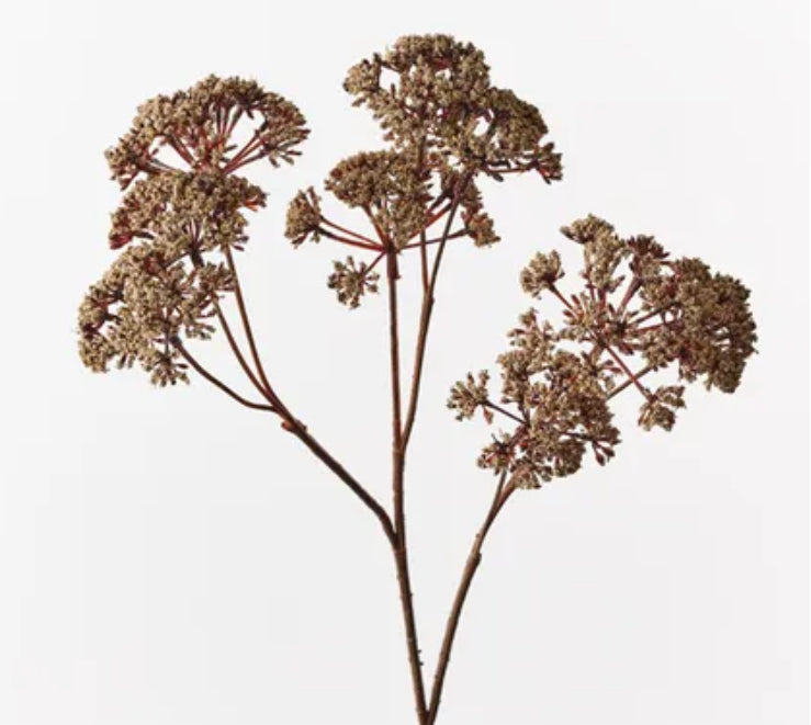 Fennel Flower Spray Natural