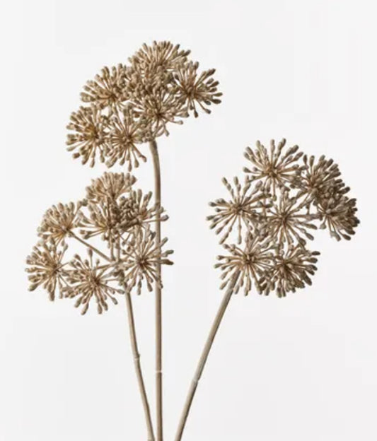 Heracleum Spray
