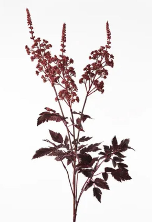 Cohosh Spray Burgundy