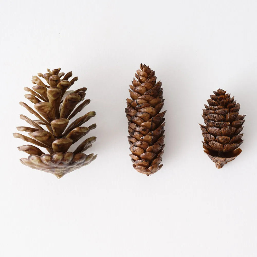 Pine Cone Mix in Box