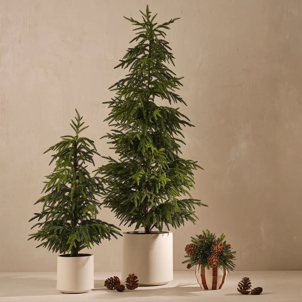 Pine Cone Mix in Box